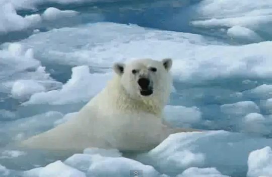 What is the lifespan of a polar bear?